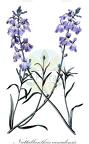 Nuttallanthus canadensis
