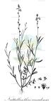 Nuttallanthus canadensis