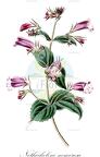 Nothochelone nemorosa