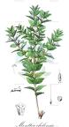Monttea chilensis