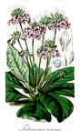Tetranema roseum
