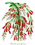 Russelia equisetiformis
