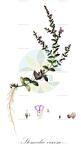 Stemodia viscosa