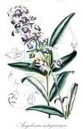 Angelonia integerrima