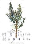 Aragoa cupressina