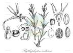 Bythophyton indicum