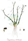 Dopatrium lobelioides
