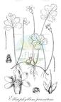 Ellisiophyllum pinnatum