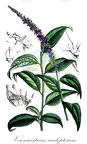 Veronicastrum caulopterum