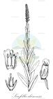 Scrofella chinensis