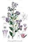 Limnophila connata