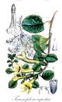 Triaenophora rupestris