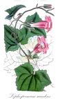 Lophospermum scandens