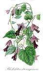 Rhodochiton atrosanguineus