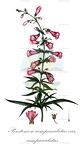 Penstemon campanulatus var. campanulatus
