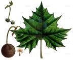 Platanus occidentalis