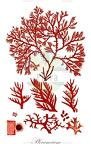 Plocamium