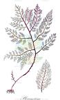 Plocamium