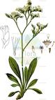 Limonium vulgare