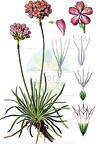 Armeria alpina