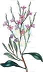 Limoniastrum monopetalum