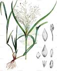 Panicum capillare