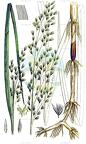 Scolochloa festucacea