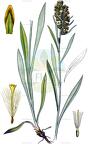 Gnaphalium norvegicum