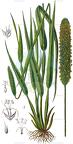 Alopecurus pratensis