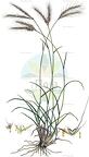 Andropogon distachyos