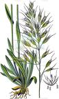 Avenula pubescens