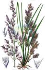 Calamagrostis canescens