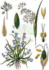 Coleanthus subtilis