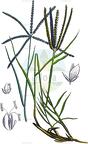 Cynodon dactylon
