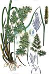 Dactylis glomerata
