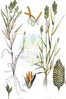 Desmazeria sicula