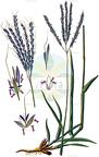 Bothriochloa ischaemum