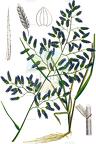 Eragrostis minor