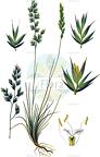 Festuca ovina