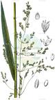 Milium effusum