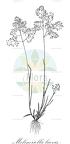Molinia caerulea