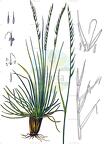 Nardus stricta