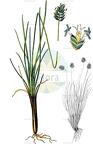 Oreochloa disticha