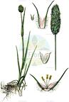 Phleum alpinum