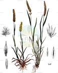 Rostraria cristata