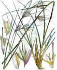 Themeda triandra