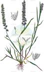 Tragus racemosus
