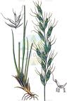 Helictochloa pratensis