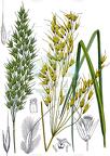 Achnatherum calamagrostis