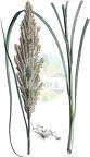 Tripidium ravennae